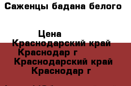 Саженцы бадана белого › Цена ­ 200 - Краснодарский край, Краснодар г.  »    . Краснодарский край,Краснодар г.